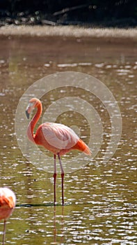 Galapagos flamingo in a salt lake