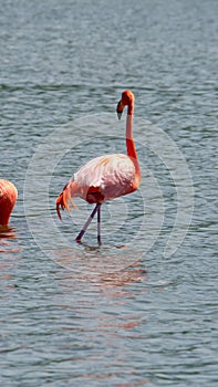 Galapagos flamingo in a salt lake