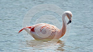 Galapagos flamingo in a salt lake