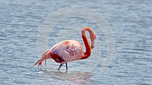 Galapagos flamingo in a salt lake