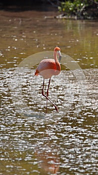 Galapagos flamingo in a salt lake