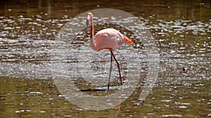 Galapagos flamingo in a salt lake