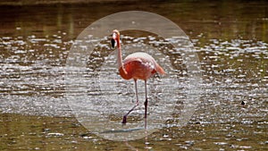 Galapagos flamingo in a salt lake