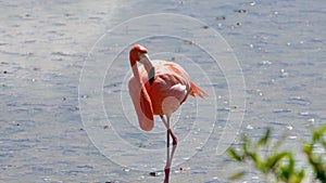 Galapagos flamingo in a salt lake