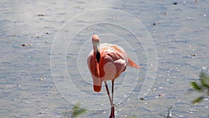 Galapagos flamingo in a salt lake
