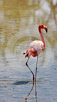 Galapagos flamingo in a salt lake