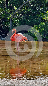 Galapagos flamingo in a salt lake