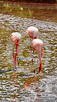 Galapagos flamingos foraging in a salt lake