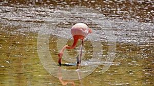 Galapagos flamingos foraging in a salt lake