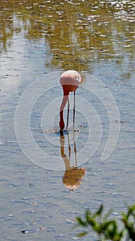 Galapagos flamingos foraging in a salt lake