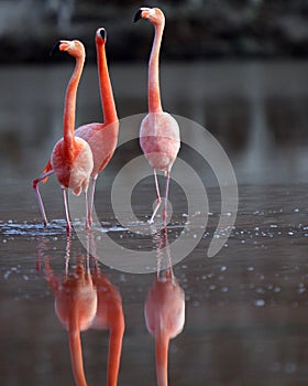 Galapagos Flamingos in mating dance