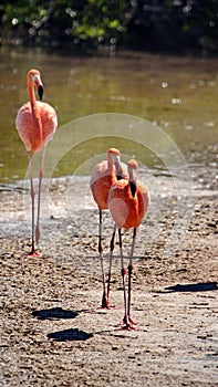 Galapagos flamingos at a salt lake