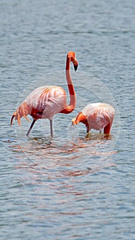 Galapagos flamingos in a salt lake