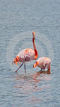 Galapagos flamingos in a salt lake