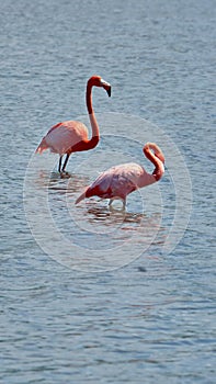 Galapagos flamingos in a salt lake