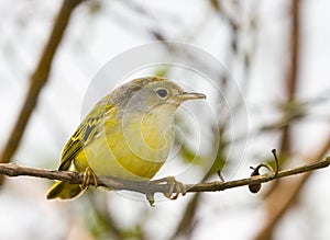 Galapagos flycatcher photo