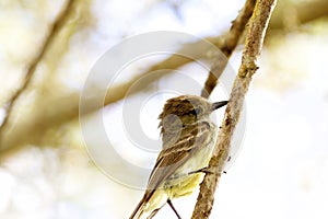 Galapagos Flycatcher  833417