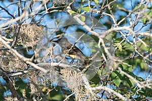 Galapagos flycatcher Myiarchus magnirostris, Puerto Egas, Santiago, Galapagos Islands, Ecuador, South America photo