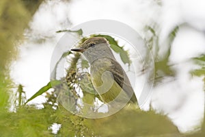 Galapagos Flycatcher in a Tree