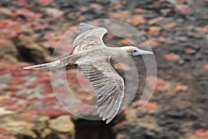 Galapagos flying red-footed booby