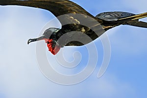 Galapagos Frigate Bird photo