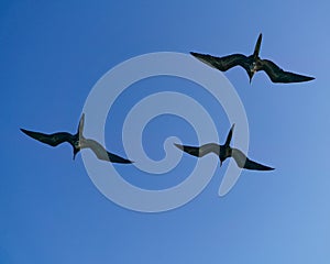 Galapagos Frigate Birds or great Frigate Bird hanging in the air above a cruise boat