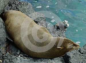 Galapagos Fur Seal