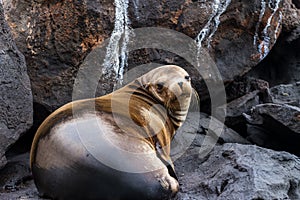 Galapagos Fur Seal