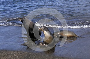 Galapagos Fur Seal, arctocephalus galapagoensis, Adults with Pup standing on Beach