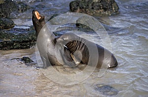 Galapagos Fur Seal, arctocephalus galapagoensis, Adults standing on Beach