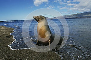 GALAPAGOS FUR SEAL arctocephalus galapagoensis EMERGING FROM WATER