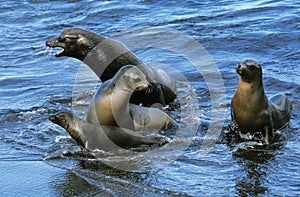 Galapagos Fur Seal, arctocephalus galapagoensis, Group standing on Beach, Galapagos Islands