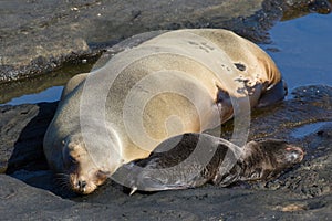 Galapagos Fur Seal and cub