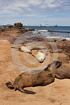 Galapagos fur seals photo
