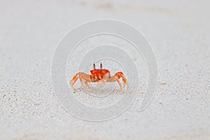 Galapagos ghost crab runnign on sand Ocypode gaudichaudii in Galapagos Islands, Ecuador.