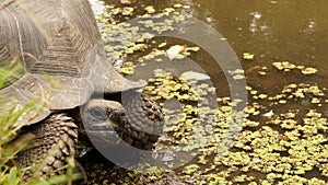 Galapagos Giant Tortoise.