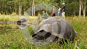 Galapagos Giant Tortoise.