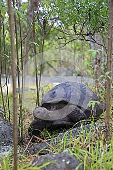 Galapagos giant tortoise