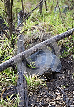 Galapagos giant tortoise