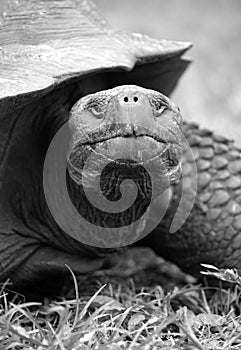 Galapagos giant tortoise