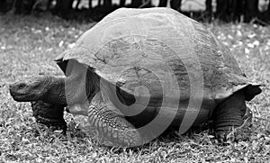 Galapagos giant tortoise