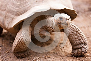 Galapagos giant tortoise