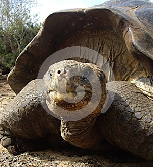 Galapagos Giant Tortoise