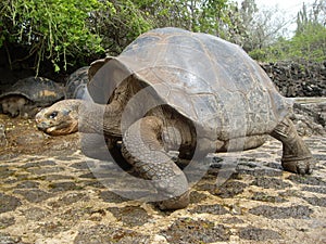 Galapagos Giant Tortoise