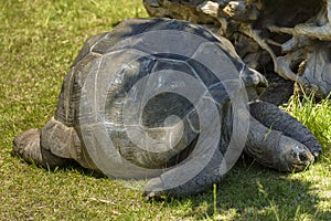 Galapagos Giant Tortoise