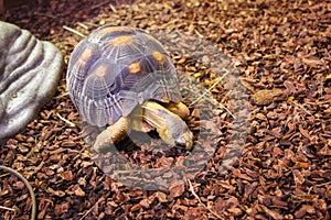 Galapagos giant tortoise with bright yellow armour and wrinkled neck and powerful paws,   looking with curiosity