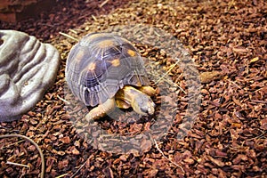 Galapagos giant tortoise with bright yellow armour and wrinkled neck and powerful paws,   looking with curiosity