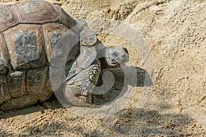 Galapagos Giant Tortoise, Chelonoidis galapagoensis, walking slowly in zoo