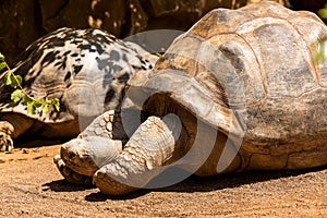 Galapagos giant tortoise. Chelonoidis niger