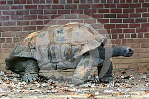 Galapagos giant tortoise Chelonoidis niger photo